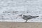 Large seagull on the seashore