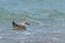 Large seagull swims on sea