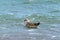 Large seagull swims on sea