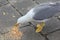 large seagull with webbed legs while pecking at the crumbs