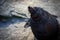 A large seal in Frankfurt Zoo