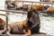 large sealion arches up in display on docks