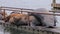 Large sealions piled up on a pier