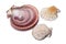 A large seashell a scallop with a pearl and two small seashells on a white background