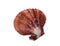 Large seashell scallop on a white background