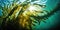 Large seaweeds in the water in the rays of sunlight. Generative ai