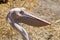 Large and sedentary pelicans. Birds with a long beak and a bag for fish and feeding young.