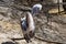 Large and sedentary pelicans. Birds with a long beak and a bag for fish and feeding young.