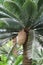 A large seed cone growing on a Giant Dioon tree