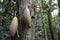 Large seed pods, Amazon jungle, Orellana