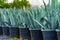 Large seedlings of the blue American agave plant grown for sale in pots outdoors at a garden center plantation