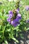 Large self-heal (Prunella grandiflora)