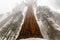 Large sequoia rises in snow and fog