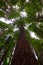 A large sequoia soaring skyward