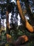 Large Sequoia tree at sunset light