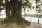 Large sequoia tree trunk in a Lakeshore footpath public park backlit by sunset sunlight in the evening time. English lake district