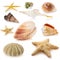 Large set of different sea shells isolated. Stacked photo