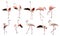 a large set of flamingos isolated on a white background in various poses