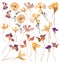 A large set of spring dried and pressed flowers. Herbarium of beautiful multi-colored flowers