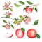 A large set of watercolor images of apples, apple blossoms.