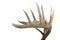 Large set of whitetail buck antlers side view