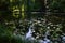 Large shady city park pond with water lilies on water surface and willow trees growing around