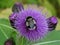 A large shaggy bumblebee sits on a thistle flower.