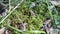 Large shaggy moss Hypnum cypress