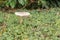 Large shaggy parasol growing outdoors