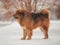 A large shaggy red-brown dog of the Tibetan Mastiff breed stands on the white snow .