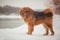 A large shaggy red-brown dog of the Tibetan Mastiff breed stands on the white snow .