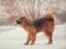 A large shaggy red-brown dog of the Tibetan Mastiff breed stands on the white snow and looks far away and looks for its owner