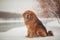 A large shaggy red-brown dog of the Tibetan Mastiff breed stands on the white snow and looks far away and looks for its owner