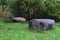 Large shapeless stones lying on the green lawn in the shade.