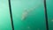 large shark next to white shark cage diving in South Africa scary extreme view