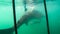 Large shark next to white shark cage diving in South Africa scary extreme view