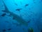 Large shark swimming away in school of fish