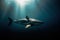 a large shark swimming in the ocean with sunlight shining down on it\\\'s face and head, with its mouth open, with its