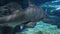 A large shark swims along the underwater cliff. Shark head close-up