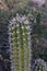 Large Sharp Aruba Desert Cactus in the Wild