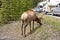 A large, shedding elk delaying traffic