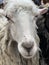 Large sheep, close-up portrait. The sheep looks with plaintive eyes. Pet