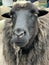 Large sheep, close-up portrait. The sheep looks with plaintive eyes. Pet