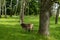 Large sheep with curved horns and long woolly coat in thick and lush meadows and forest