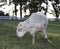 Large sheep ram on a grassy field