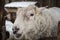 Large sheep in the snow in the winter in a shelter in a rustic farm.