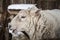 Large sheep in the snow in the winter in a shelter in a rustic farm.