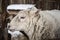 Large sheep in the snow in the winter in a shelter in a rustic farm.