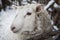 Large sheep in the snow in the winter in a shelter in a rustic farm.