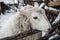 Large sheep in the snow in the winter in a shelter in a rustic farm.